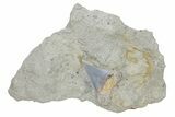 Hooked White Shark Tooth Fossil on Sandstone - Bakersfield, CA #238319-1